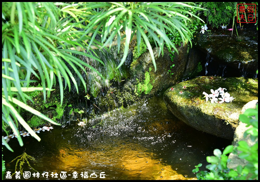 【嘉義旅遊】圓林仔社區幸福山丘Happy Hill．油桐花季開始了/文化創意市集/一日遊/免費景點 @假日農夫愛趴趴照