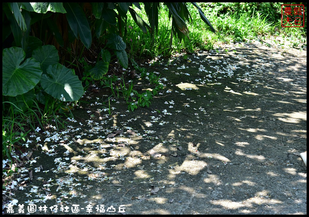 【嘉義旅遊】圓林仔社區幸福山丘Happy Hill．油桐花季開始了/文化創意市集/一日遊/免費景點 @假日農夫愛趴趴照