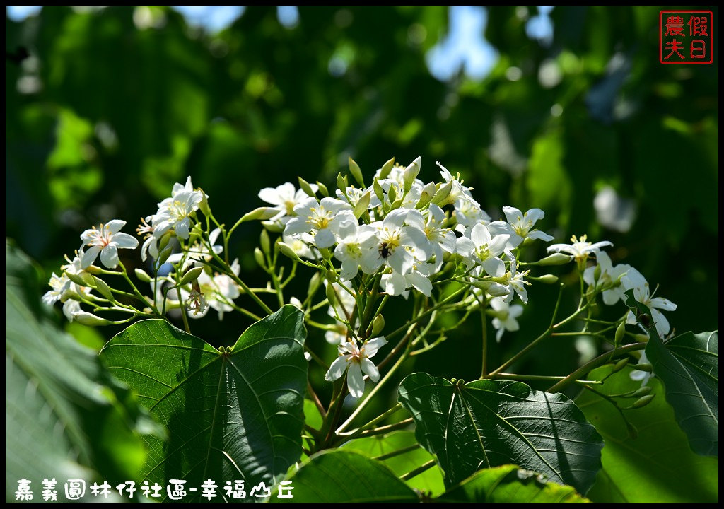 【嘉義旅遊】圓林仔社區幸福山丘Happy Hill．油桐花季開始了/文化創意市集/一日遊/免費景點 @假日農夫愛趴趴照