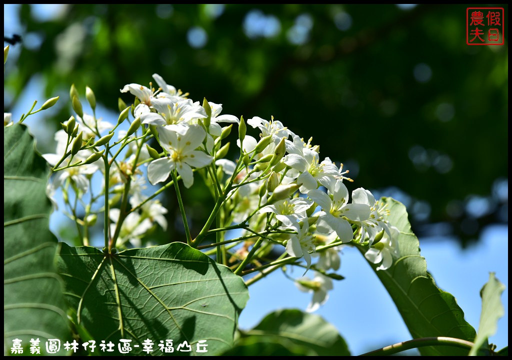 【嘉義旅遊】圓林仔社區幸福山丘Happy Hill．油桐花季開始了/文化創意市集/一日遊/免費景點 @假日農夫愛趴趴照