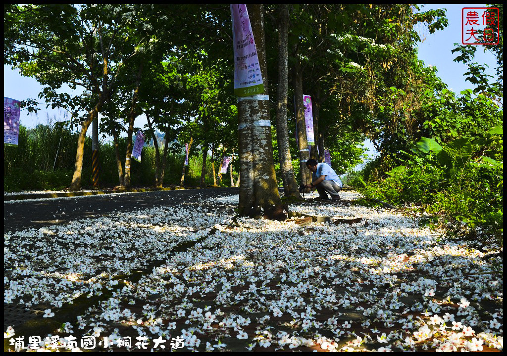 【南投旅遊】埔里溪南國小桐花大道．桐花隧道桐花地毯桐花雨三個願望一次滿足/賞桐秘境/客家桐花祭/免費景點/一日遊 @假日農夫愛趴趴照