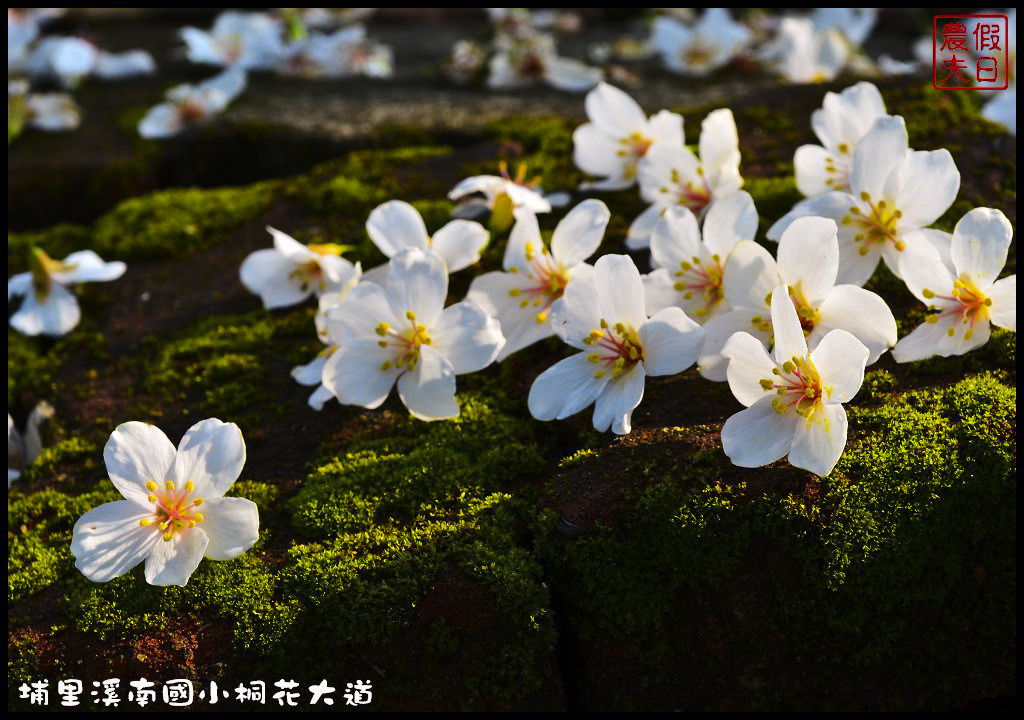 【南投旅遊】埔里溪南國小桐花大道．桐花隧道桐花地毯桐花雨三個願望一次滿足/賞桐秘境/客家桐花祭/免費景點/一日遊 @假日農夫愛趴趴照