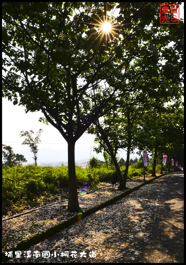 【南投旅遊】埔里溪南國小桐花大道．桐花隧道桐花地毯桐花雨三個願望一次滿足/賞桐秘境/客家桐花祭/免費景點/一日遊 @假日農夫愛趴趴照