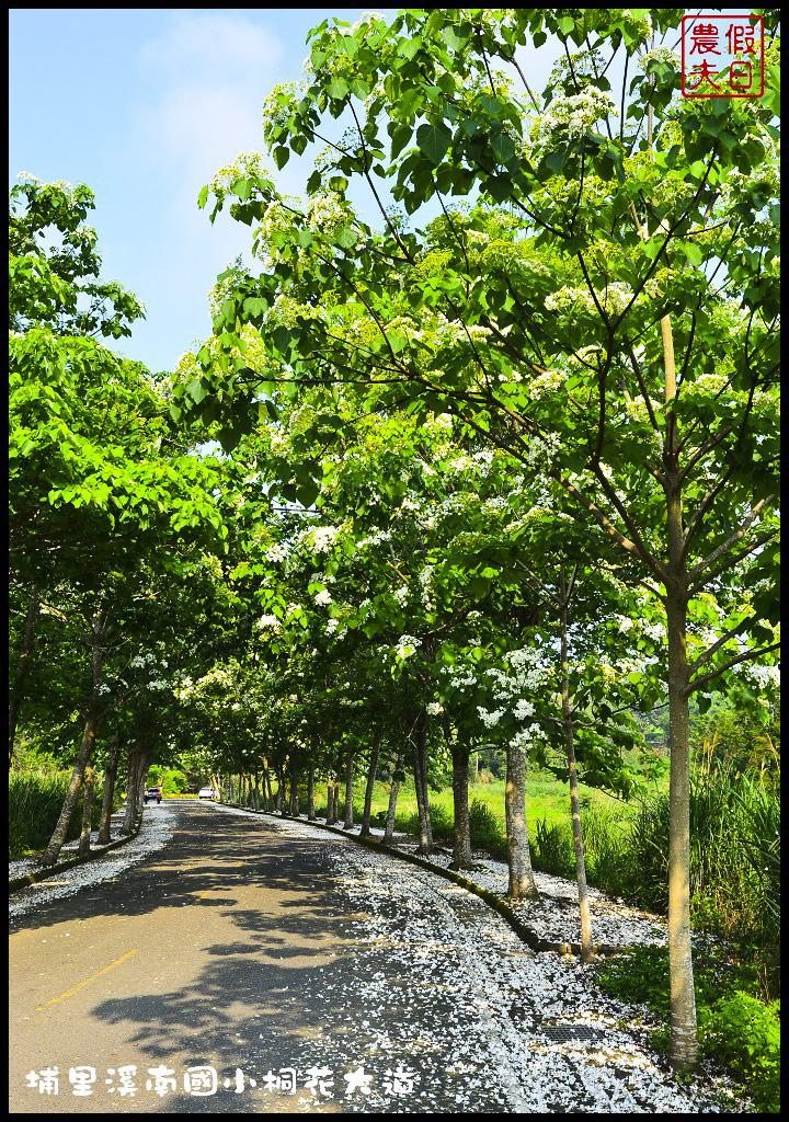 【南投旅遊】埔里溪南國小桐花大道．桐花隧道桐花地毯桐花雨三個願望一次滿足/賞桐秘境/客家桐花祭/免費景點/一日遊 @假日農夫愛趴趴照