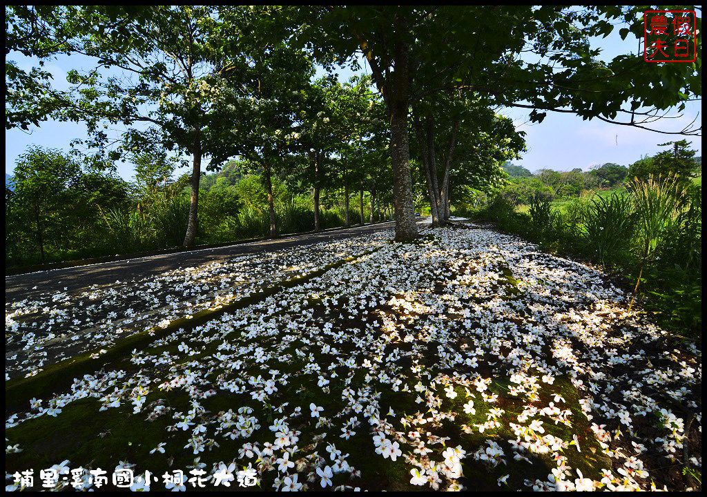 【南投旅遊】埔里溪南國小桐花大道．桐花隧道桐花地毯桐花雨三個願望一次滿足/賞桐秘境/客家桐花祭/免費景點/一日遊 @假日農夫愛趴趴照