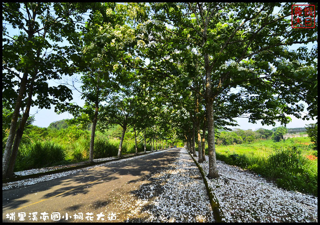 【南投旅遊】埔里溪南國小桐花大道．桐花隧道桐花地毯桐花雨三個願望一次滿足/賞桐秘境/客家桐花祭/免費景點/一日遊 @假日農夫愛趴趴照