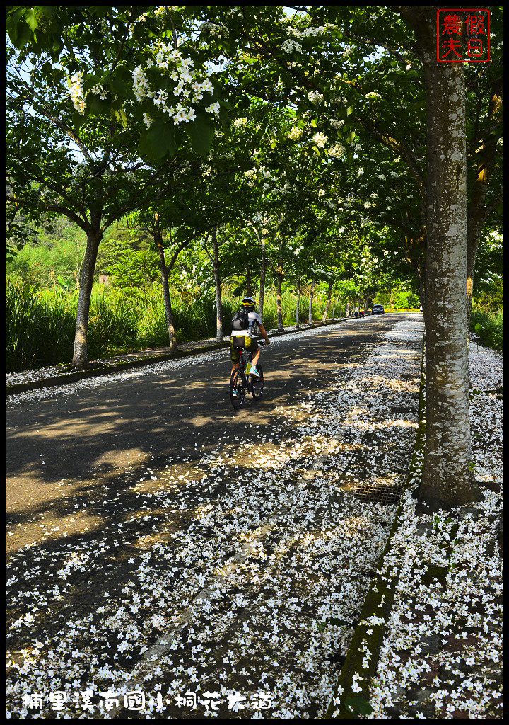 【南投旅遊】埔里溪南國小桐花大道．桐花隧道桐花地毯桐花雨三個願望一次滿足/賞桐秘境/客家桐花祭/免費景點/一日遊 @假日農夫愛趴趴照