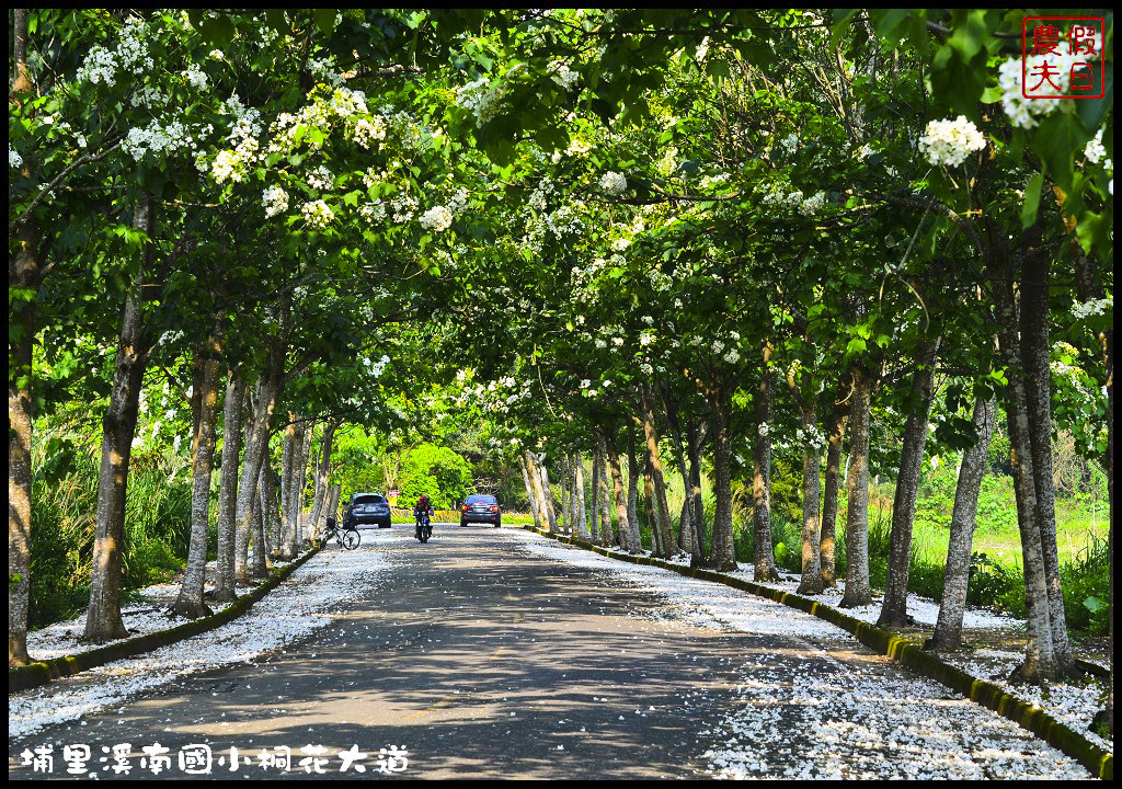 【南投旅遊】埔里溪南國小桐花大道．桐花隧道桐花地毯桐花雨三個願望一次滿足/賞桐秘境/客家桐花祭/免費景點/一日遊 @假日農夫愛趴趴照