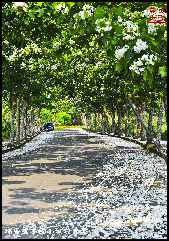 【南投旅遊】埔里溪南國小桐花大道．桐花隧道桐花地毯桐花雨三個願望一次滿足/賞桐秘境/客家桐花祭/免費景點/一日遊 @假日農夫愛趴趴照