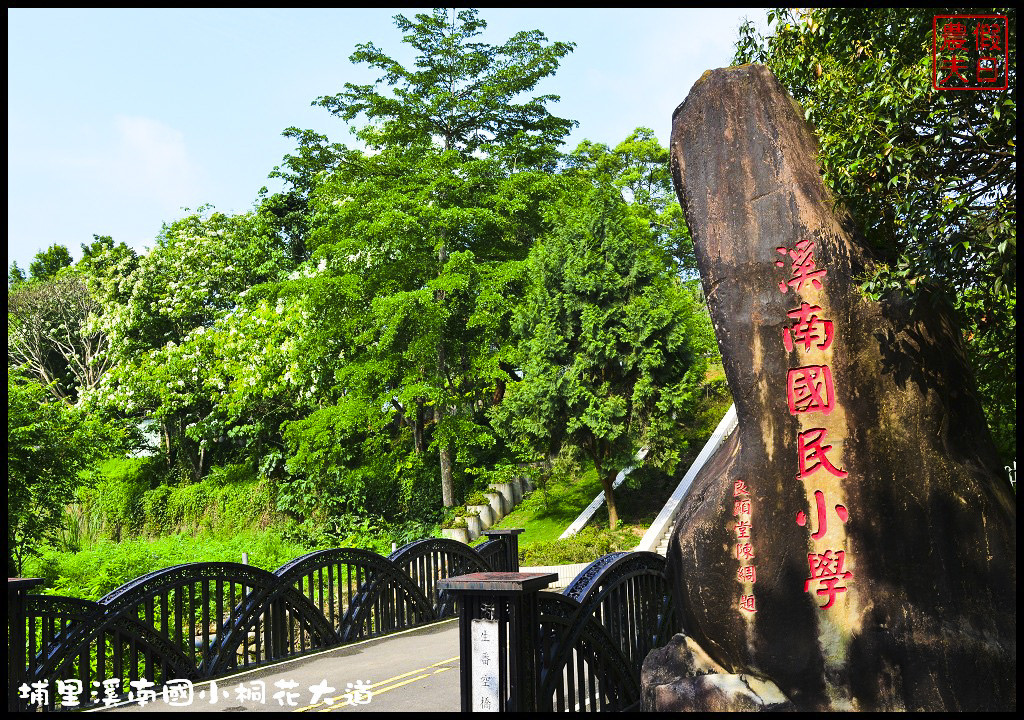 【南投旅遊】埔里溪南國小桐花大道．桐花隧道桐花地毯桐花雨三個願望一次滿足/賞桐秘境/客家桐花祭/免費景點/一日遊 @假日農夫愛趴趴照