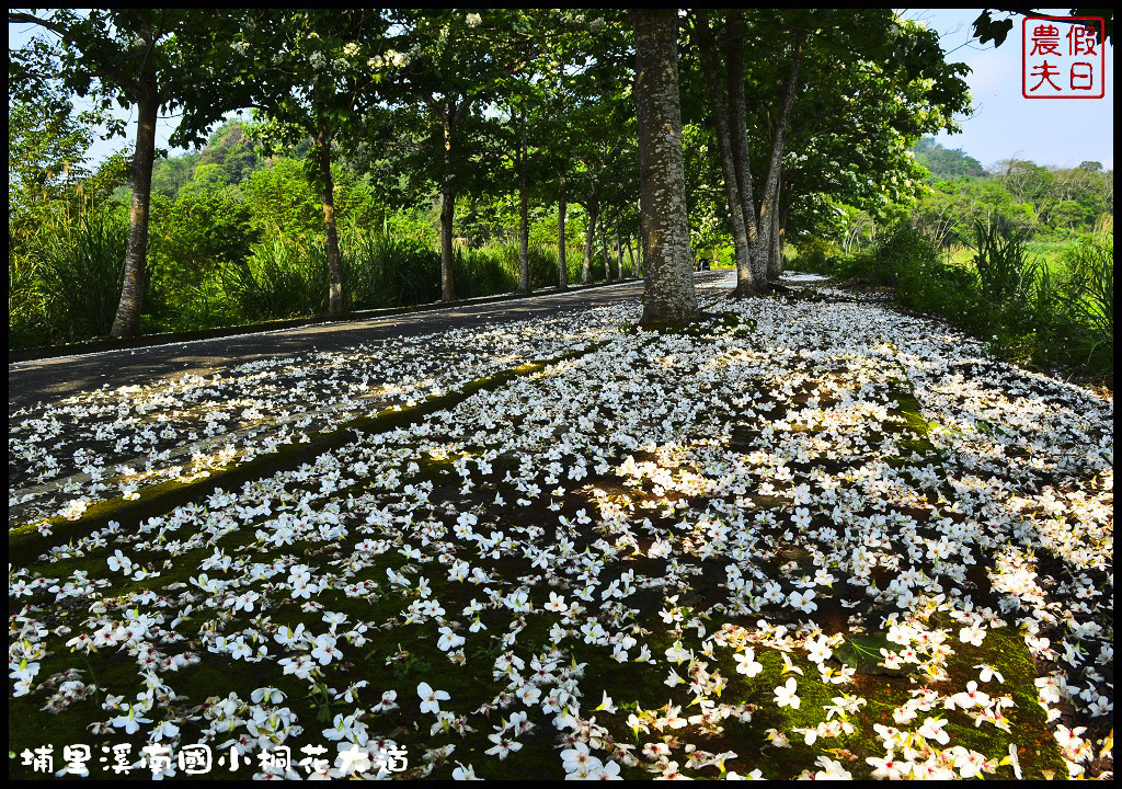 【南投旅遊】埔里溪南國小桐花大道．桐花隧道桐花地毯桐花雨三個願望一次滿足/賞桐秘境/客家桐花祭/免費景點/一日遊 @假日農夫愛趴趴照