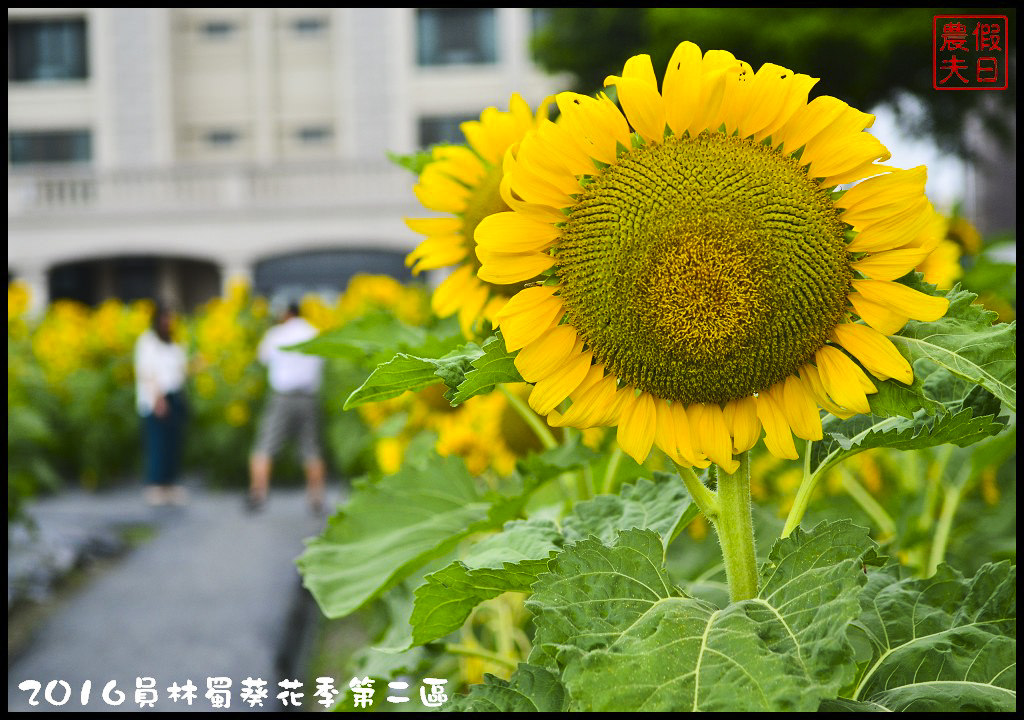 【彰化旅遊】員林一畝田休閒農場．向日葵花海好療癒/免門票參觀/免費景點/一日遊/花期5/14～6/30 @假日農夫愛趴趴照