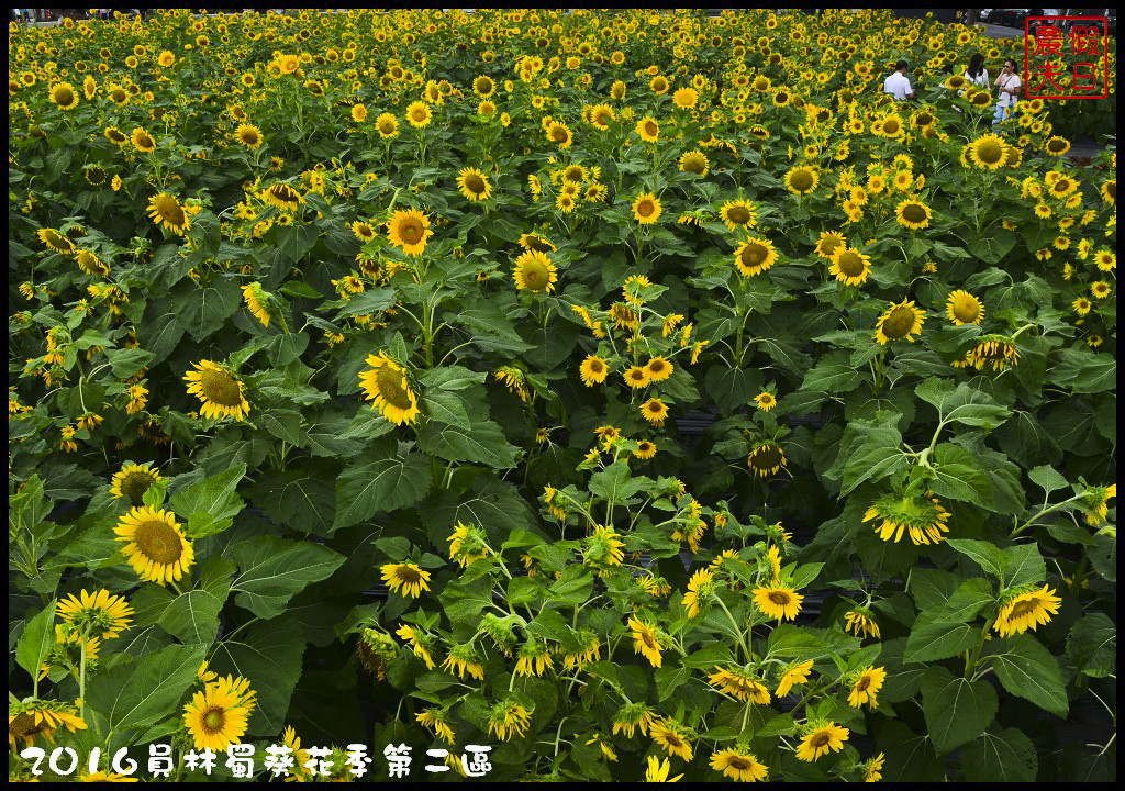 【彰化旅遊】員林一畝田休閒農場．向日葵花海好療癒/免門票參觀/免費景點/一日遊/花期5/14～6/30 @假日農夫愛趴趴照