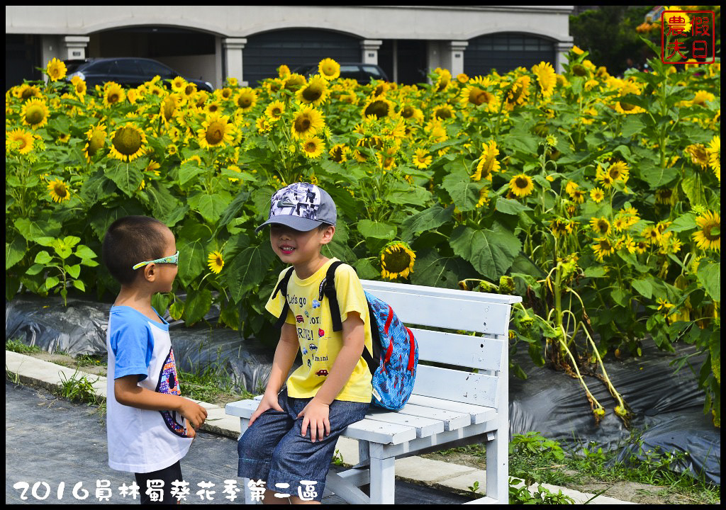 【彰化旅遊】員林一畝田休閒農場．向日葵花海好療癒/免門票參觀/免費景點/一日遊/花期5/14～6/30 @假日農夫愛趴趴照