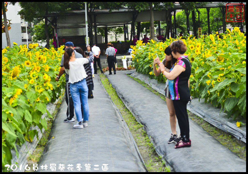 【彰化旅遊】員林一畝田休閒農場．向日葵花海好療癒/免門票參觀/免費景點/一日遊/花期5/14～6/30 @假日農夫愛趴趴照