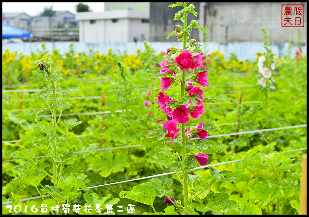 【彰化旅遊】員林一畝田休閒農場．向日葵花海好療癒/免門票參觀/免費景點/一日遊/花期5/14～6/30 @假日農夫愛趴趴照