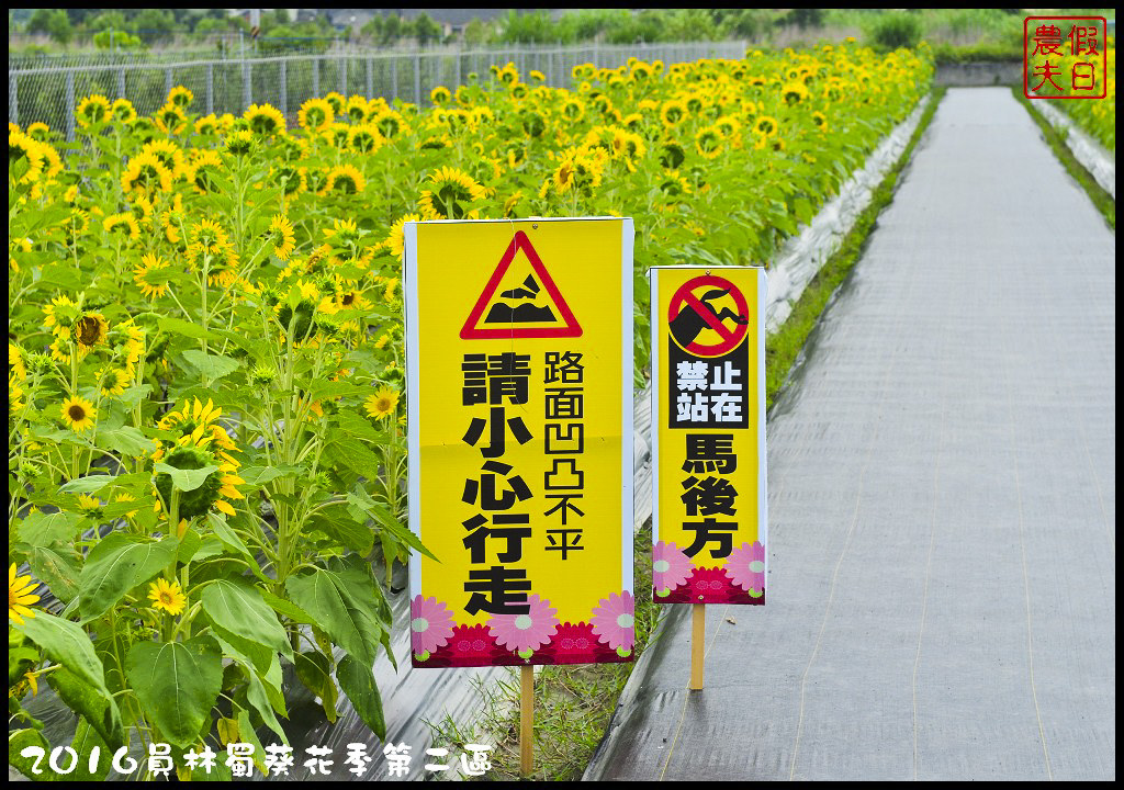 【彰化旅遊】員林一畝田休閒農場．向日葵花海好療癒/免門票參觀/免費景點/一日遊/花期5/14～6/30 @假日農夫愛趴趴照