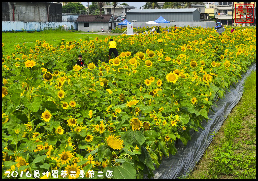 【彰化旅遊】員林一畝田休閒農場．向日葵花海好療癒/免門票參觀/免費景點/一日遊/花期5/14～6/30 @假日農夫愛趴趴照