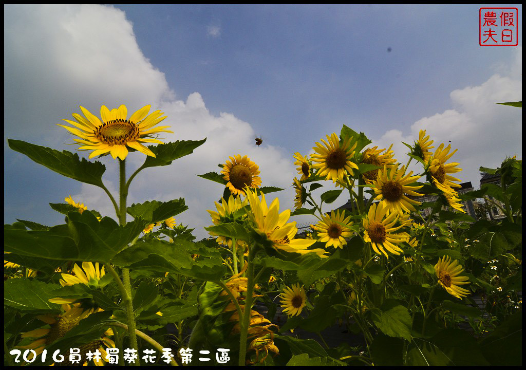 【彰化旅遊】員林一畝田休閒農場．向日葵花海好療癒/免門票參觀/免費景點/一日遊/花期5/14～6/30 @假日農夫愛趴趴照