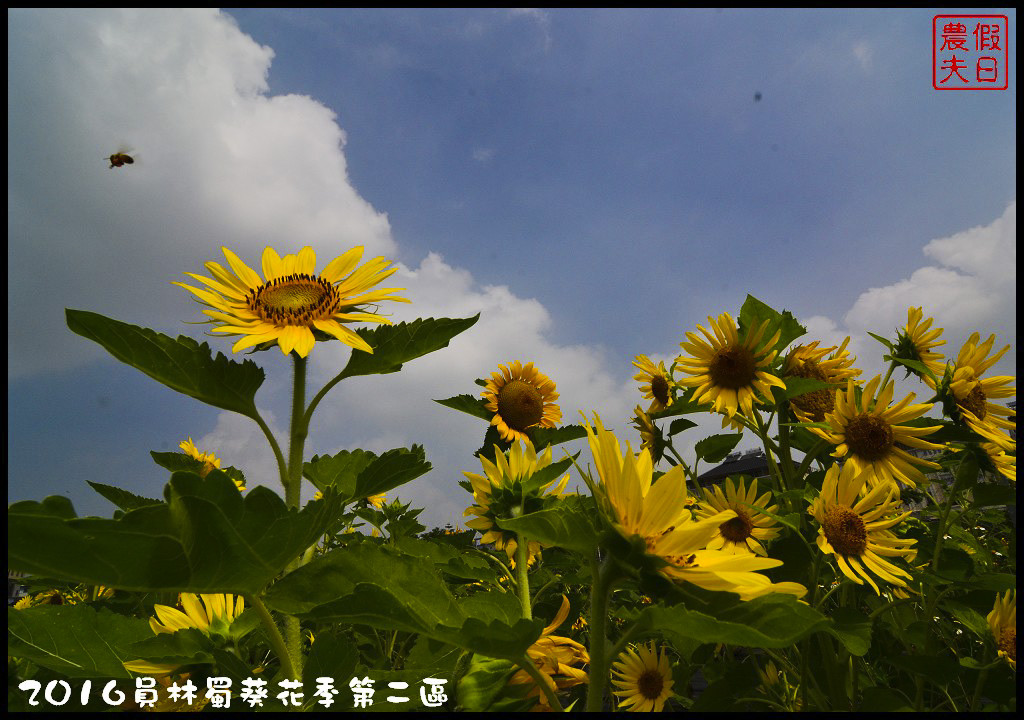 【彰化旅遊】員林一畝田休閒農場．向日葵花海好療癒/免門票參觀/免費景點/一日遊/花期5/14～6/30 @假日農夫愛趴趴照