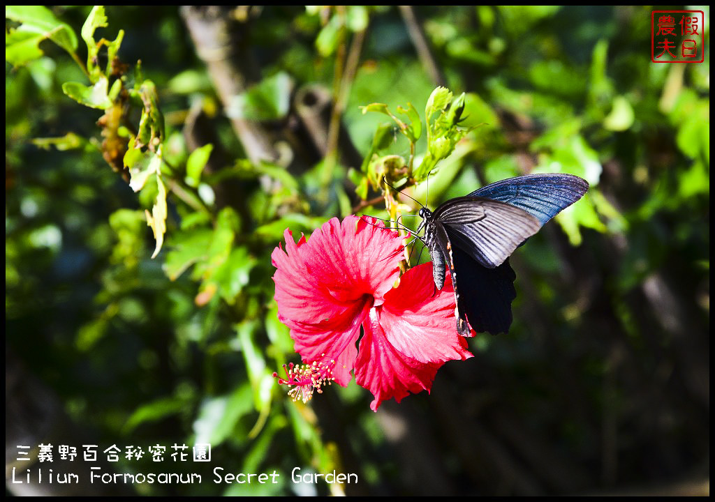 【苗栗旅遊】三義野百合秘密花園．一年一遇的美麗/與百合來場夏之共舞/免費參觀/一日遊/勝興車站/秘境/私房景點 @假日農夫愛趴趴照