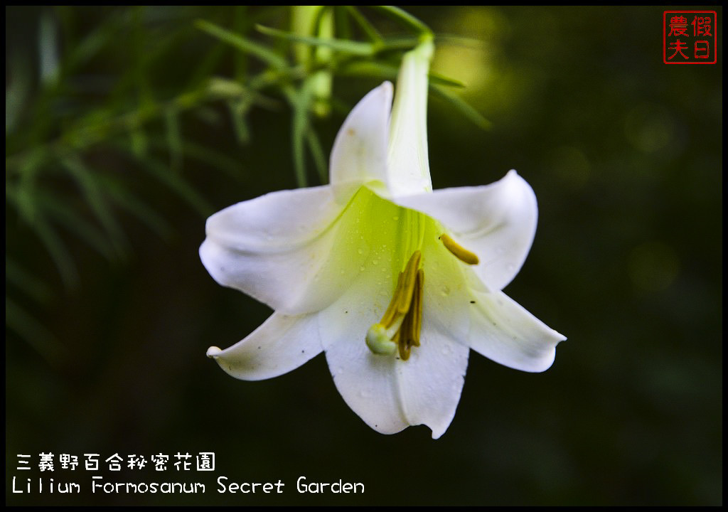 【苗栗旅遊】三義野百合秘密花園．一年一遇的美麗/與百合來場夏之共舞/免費參觀/一日遊/勝興車站/秘境/私房景點 @假日農夫愛趴趴照