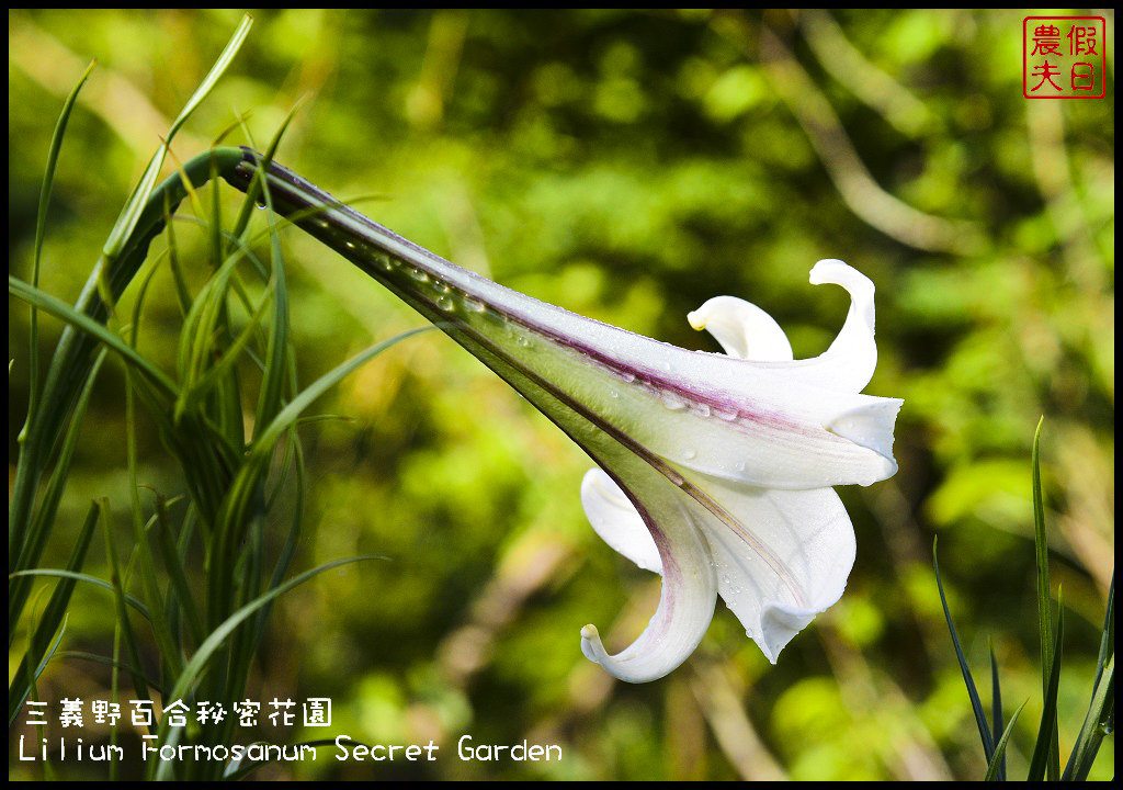 【苗栗旅遊】三義野百合秘密花園．一年一遇的美麗/與百合來場夏之共舞/免費參觀/一日遊/勝興車站/秘境/私房景點 @假日農夫愛趴趴照