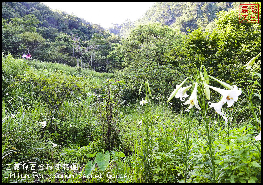 【苗栗旅遊】三義野百合秘密花園．一年一遇的美麗/與百合來場夏之共舞/免費參觀/一日遊/勝興車站/秘境/私房景點 @假日農夫愛趴趴照