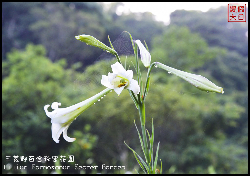 【苗栗旅遊】三義野百合秘密花園．一年一遇的美麗/與百合來場夏之共舞/免費參觀/一日遊/勝興車站/秘境/私房景點 @假日農夫愛趴趴照