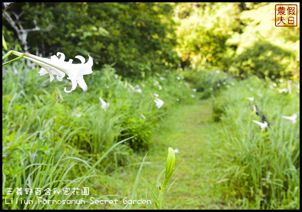 【苗栗旅遊】三義野百合秘密花園．一年一遇的美麗/與百合來場夏之共舞/免費參觀/一日遊/勝興車站/秘境/私房景點 @假日農夫愛趴趴照