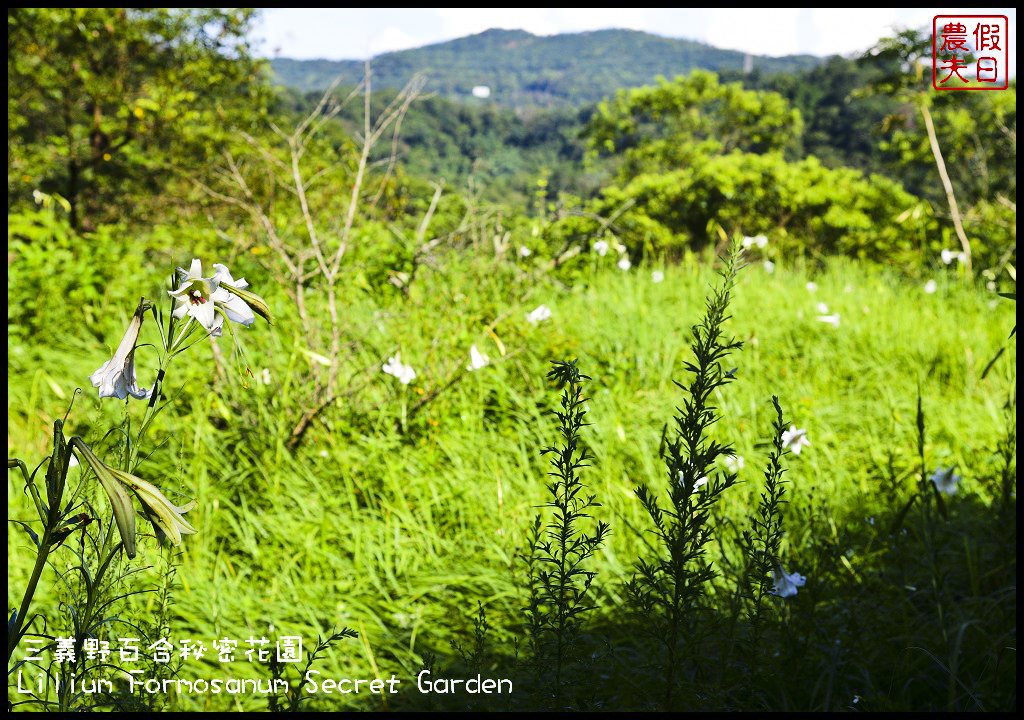 【苗栗旅遊】三義野百合秘密花園．一年一遇的美麗/與百合來場夏之共舞/免費參觀/一日遊/勝興車站/秘境/私房景點 @假日農夫愛趴趴照