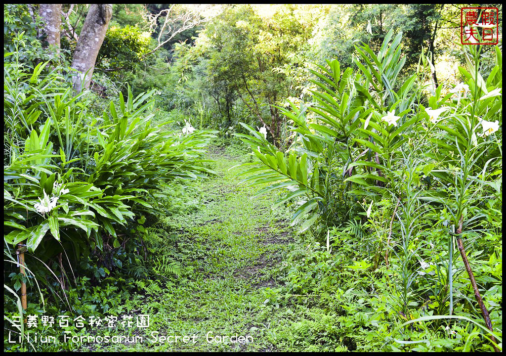 【苗栗旅遊】三義野百合秘密花園．一年一遇的美麗/與百合來場夏之共舞/免費參觀/一日遊/勝興車站/秘境/私房景點 @假日農夫愛趴趴照