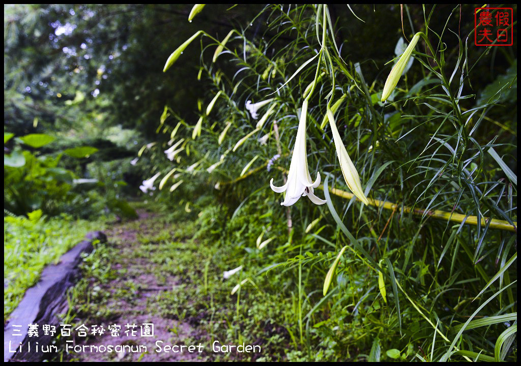 【苗栗旅遊】三義野百合秘密花園．一年一遇的美麗/與百合來場夏之共舞/免費參觀/一日遊/勝興車站/秘境/私房景點 @假日農夫愛趴趴照