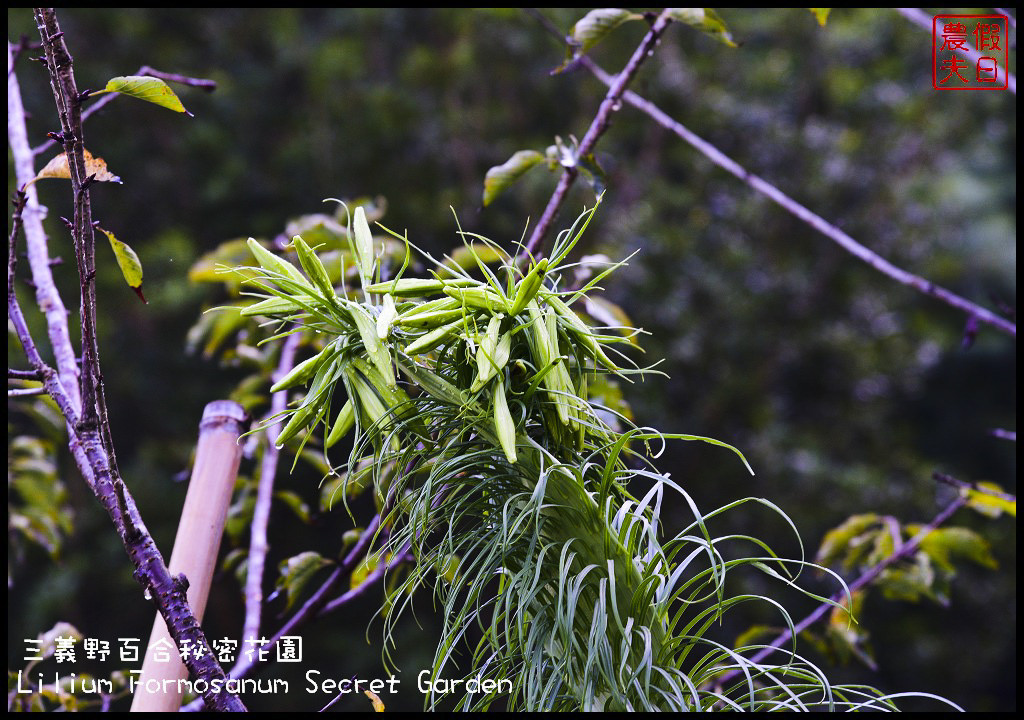 【苗栗旅遊】三義野百合秘密花園．一年一遇的美麗/與百合來場夏之共舞/免費參觀/一日遊/勝興車站/秘境/私房景點 @假日農夫愛趴趴照