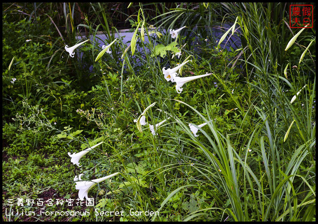 【苗栗旅遊】三義野百合秘密花園．一年一遇的美麗/與百合來場夏之共舞/免費參觀/一日遊/勝興車站/秘境/私房景點 @假日農夫愛趴趴照