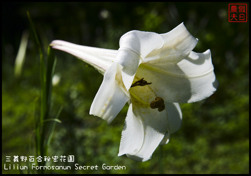 【苗栗旅遊】三義野百合秘密花園．一年一遇的美麗/與百合來場夏之共舞/免費參觀/一日遊/勝興車站/秘境/私房景點 @假日農夫愛趴趴照