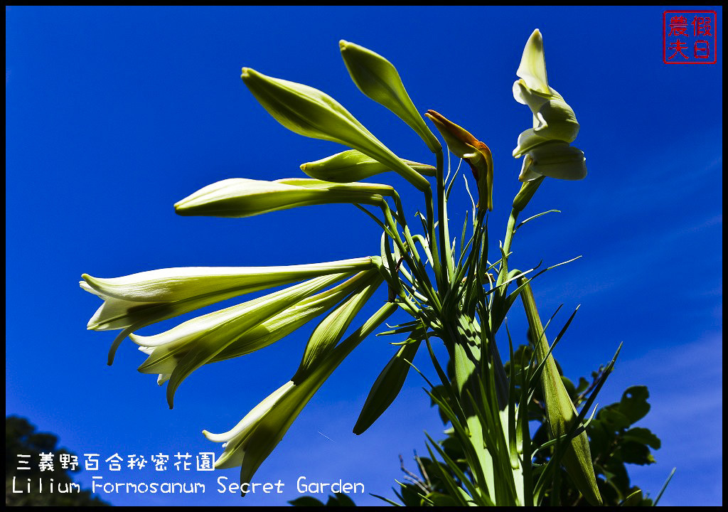 【苗栗旅遊】三義野百合秘密花園．一年一遇的美麗/與百合來場夏之共舞/免費參觀/一日遊/勝興車站/秘境/私房景點 @假日農夫愛趴趴照