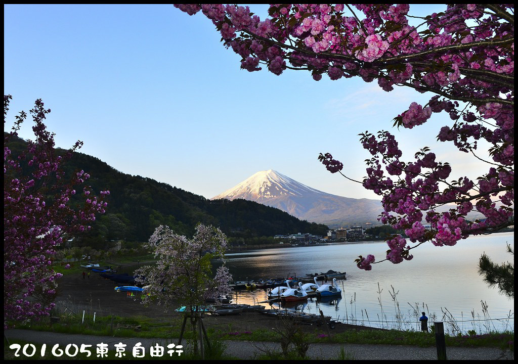 【日本旅遊】東京自由行．行程規劃/芝櫻/紫藤/粉蝶花/杜鵑/鬱金香/自助旅遊/交通規劃/住宿/JR/東京廣域周遊券 @假日農夫愛趴趴照