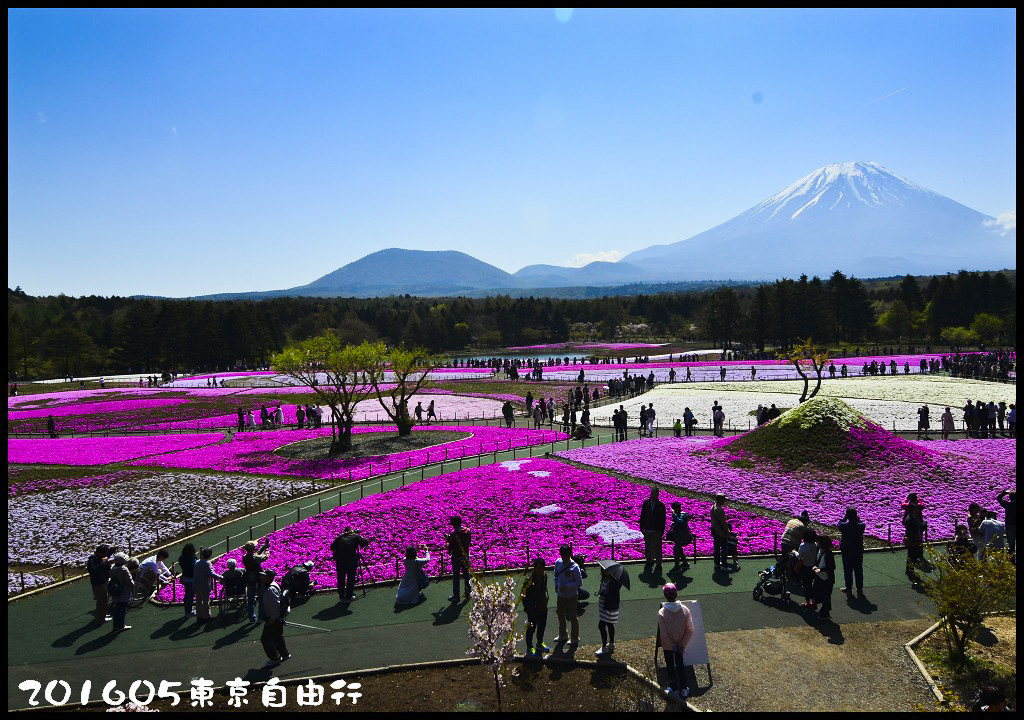 【日本旅遊】東京自由行．行程規劃/芝櫻/紫藤/粉蝶花/杜鵑/鬱金香/自助旅遊/交通規劃/住宿/JR/東京廣域周遊券 @假日農夫愛趴趴照