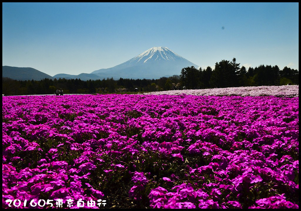 【日本旅遊】東京自由行．行程規劃/芝櫻/紫藤/粉蝶花/杜鵑/鬱金香/自助旅遊/交通規劃/住宿/JR/東京廣域周遊券 @假日農夫愛趴趴照