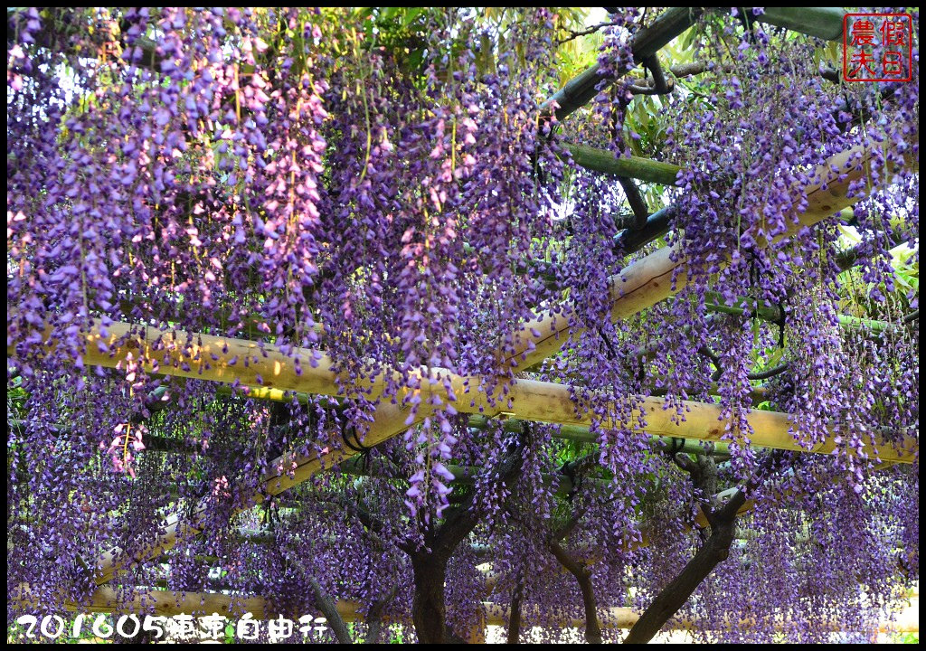 【日本旅遊】東京自由行．行程規劃/芝櫻/紫藤/粉蝶花/杜鵑/鬱金香/自助旅遊/交通規劃/住宿/JR/東京廣域周遊券 @假日農夫愛趴趴照