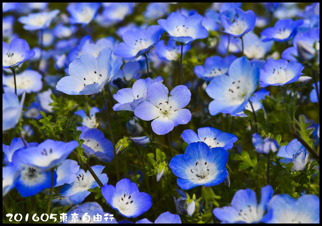 【日本旅遊】東京自由行．行程規劃/芝櫻/紫藤/粉蝶花/杜鵑/鬱金香/自助旅遊/交通規劃/住宿/JR/東京廣域周遊券 @假日農夫愛趴趴照