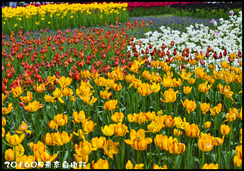 【日本旅遊】東京自由行．行程規劃/芝櫻/紫藤/粉蝶花/杜鵑/鬱金香/自助旅遊/交通規劃/住宿/JR/東京廣域周遊券 @假日農夫愛趴趴照