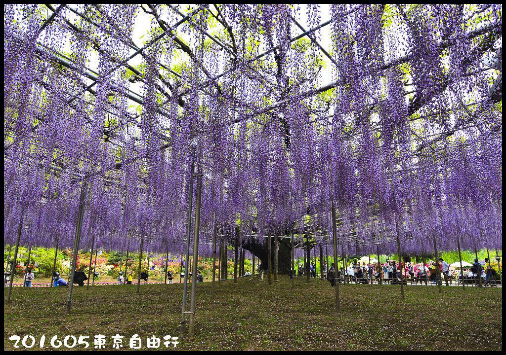 【日本旅遊】東京自由行．行程規劃/芝櫻/紫藤/粉蝶花/杜鵑/鬱金香/自助旅遊/交通規劃/住宿/JR/東京廣域周遊券 @假日農夫愛趴趴照