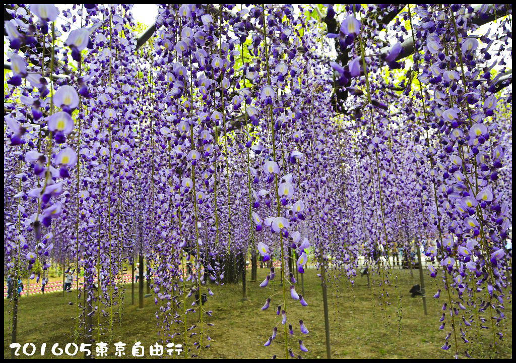 【日本旅遊】東京自由行．行程規劃/芝櫻/紫藤/粉蝶花/杜鵑/鬱金香/自助旅遊/交通規劃/住宿/JR/東京廣域周遊券 @假日農夫愛趴趴照