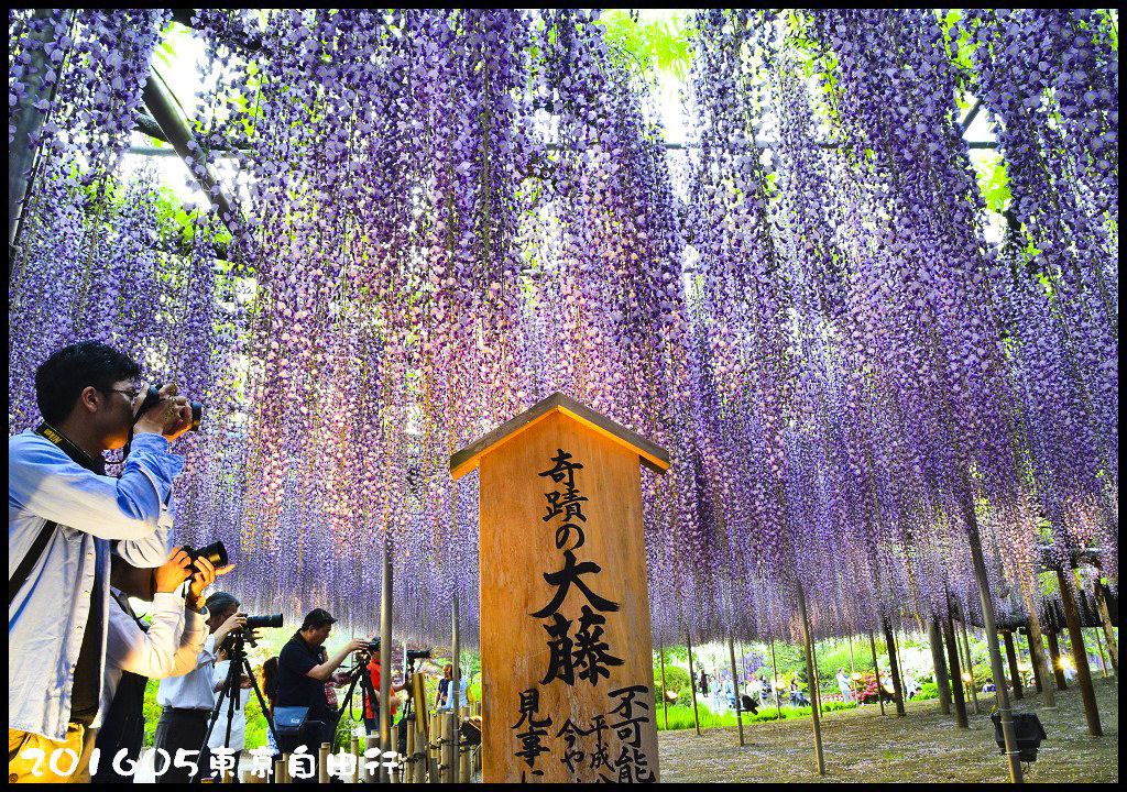 【日本旅遊】東京自由行．行程規劃/芝櫻/紫藤/粉蝶花/杜鵑/鬱金香/自助旅遊/交通規劃/住宿/JR/東京廣域周遊券 @假日農夫愛趴趴照