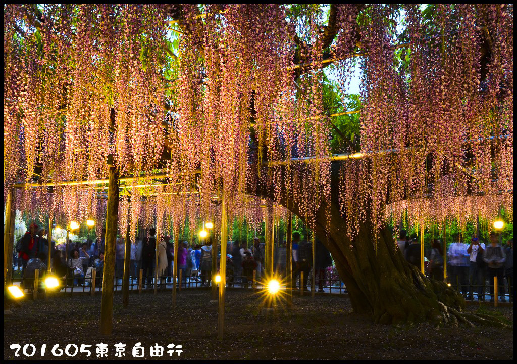 【日本旅遊】東京自由行．行程規劃/芝櫻/紫藤/粉蝶花/杜鵑/鬱金香/自助旅遊/交通規劃/住宿/JR/東京廣域周遊券 @假日農夫愛趴趴照