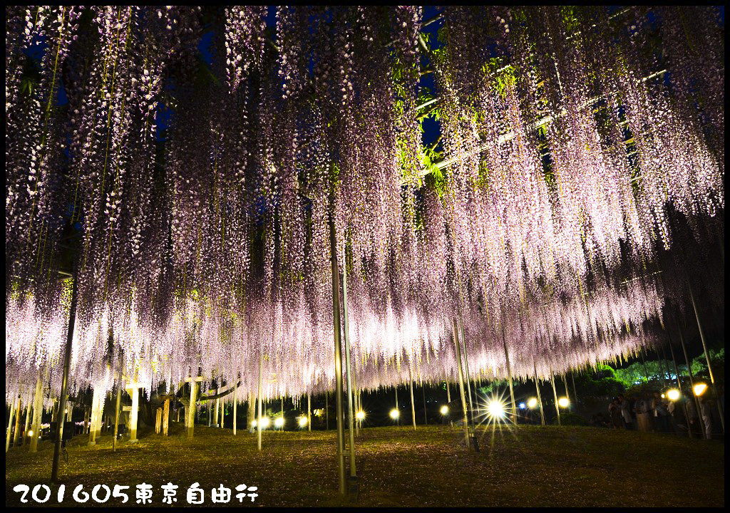 【日本旅遊】東京自由行．行程規劃/芝櫻/紫藤/粉蝶花/杜鵑/鬱金香/自助旅遊/交通規劃/住宿/JR/東京廣域周遊券 @假日農夫愛趴趴照