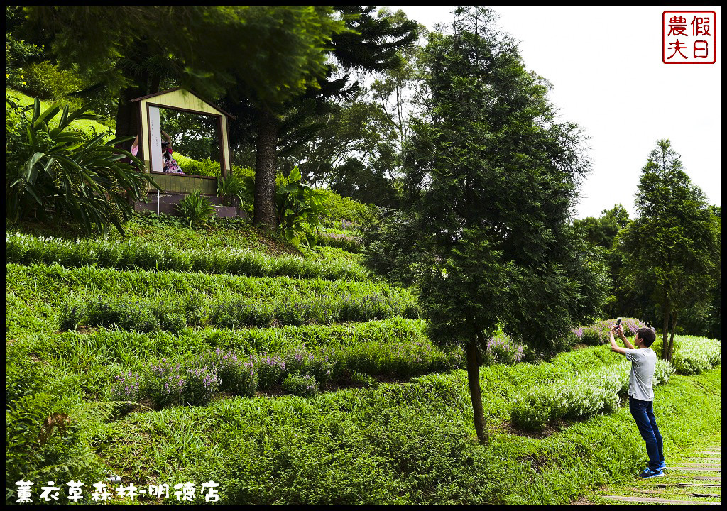 【苗栗旅遊】薰衣草森林明德店．漫遊在充滿綠意的園區裡/森林咖啡館/許願小徑/環湖步道/明德水庫 @假日農夫愛趴趴照