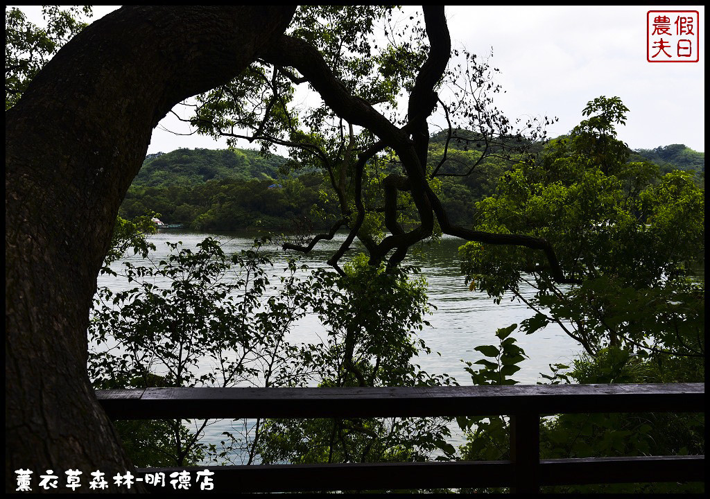 【苗栗旅遊】薰衣草森林明德店．漫遊在充滿綠意的園區裡/森林咖啡館/許願小徑/環湖步道/明德水庫 @假日農夫愛趴趴照